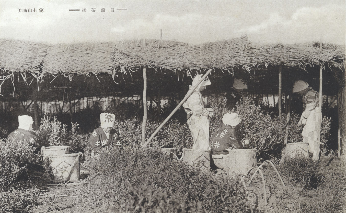 Historical photo of tea harvesting under traditional tana shading at Yamamasa Koyamaen